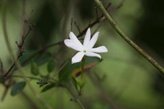 Jasminum cuspidatum
